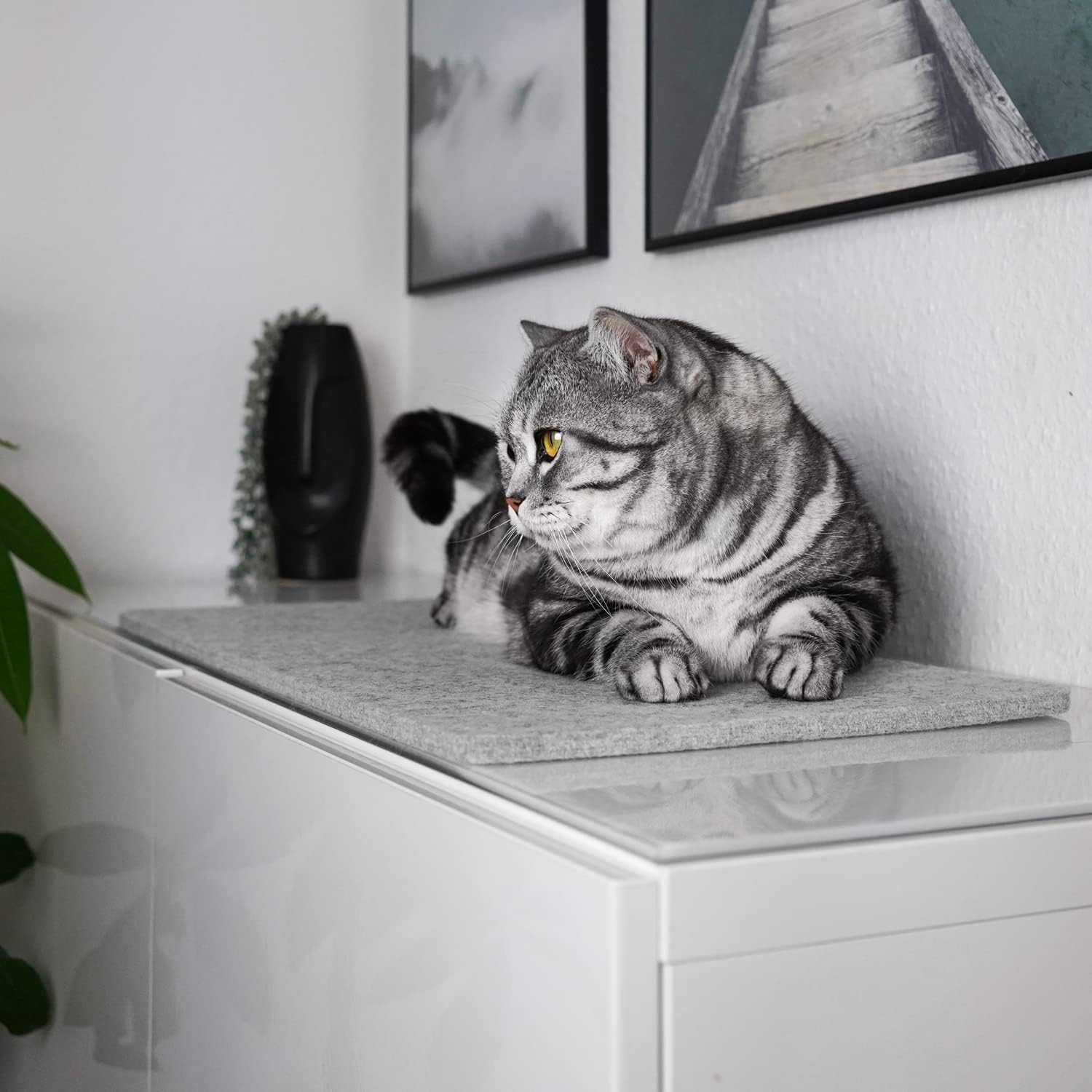 Dyna katt
